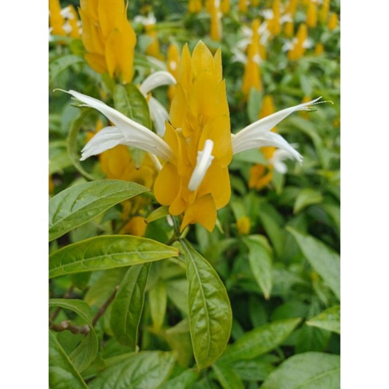 Tanaman Hias Lilin Lolypop - Tanaman Hias Hidup Lolupop - Bunga Hidup - Bunga Hias Lolipop