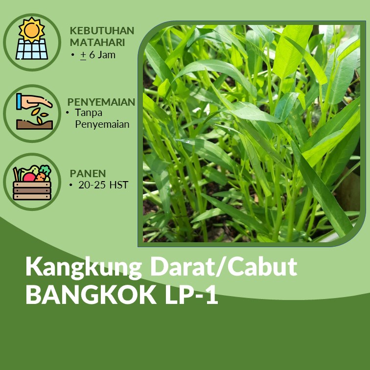 Benih - Biji Kangkung Darat/Cabut BANGKOK LP-1