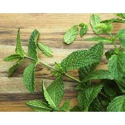 

nyk48 Sirup Mint / Mint Syrup Minuman GKC Heritage 640 ml (Import Quality) ..,,.,,.,