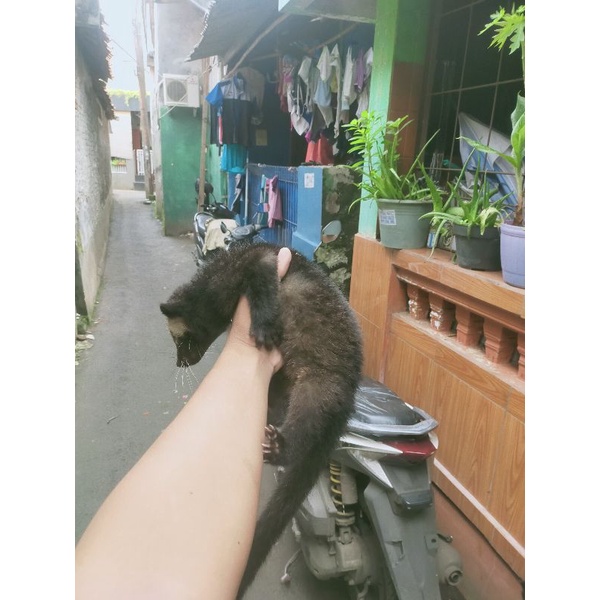 boneka musang bulan ternakan include skl