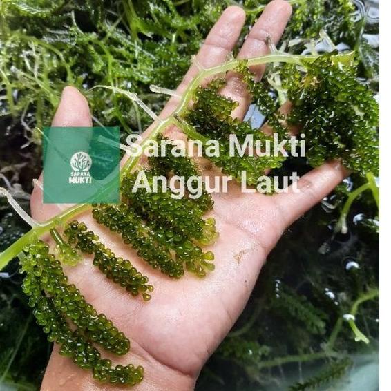 

(U-W1W)[♥☞] Anggur laut/ Green Caviar/ Latoh/ Lawi lawi/ Sea Grapes (Caulerpa Sp.) pasti dikirim