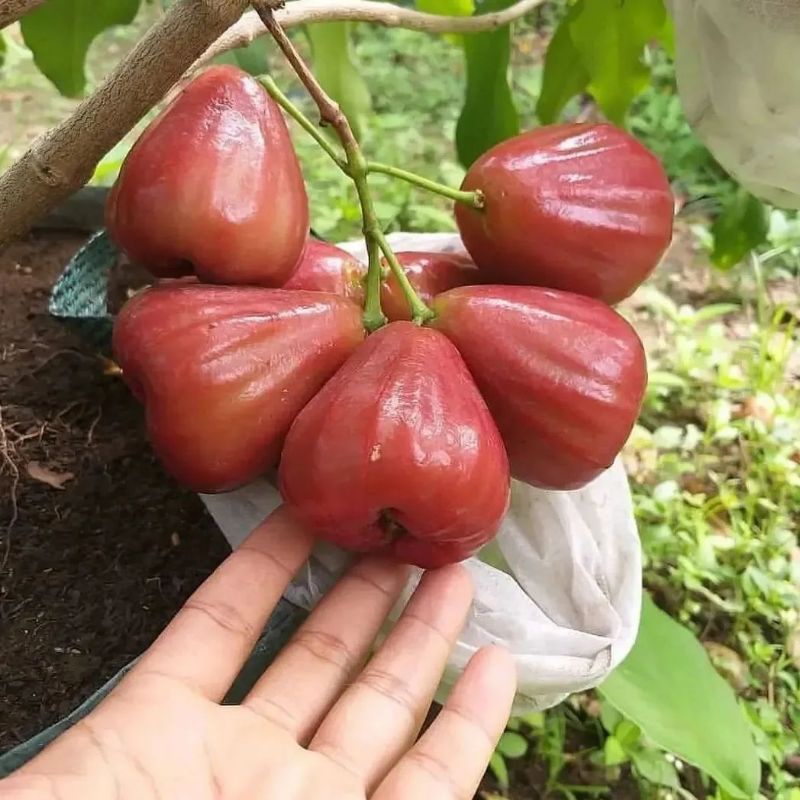 Pupuk Booster Organik Pelebat Buah Jambu Air Dan Perangsang Agar Cepat Berbuah