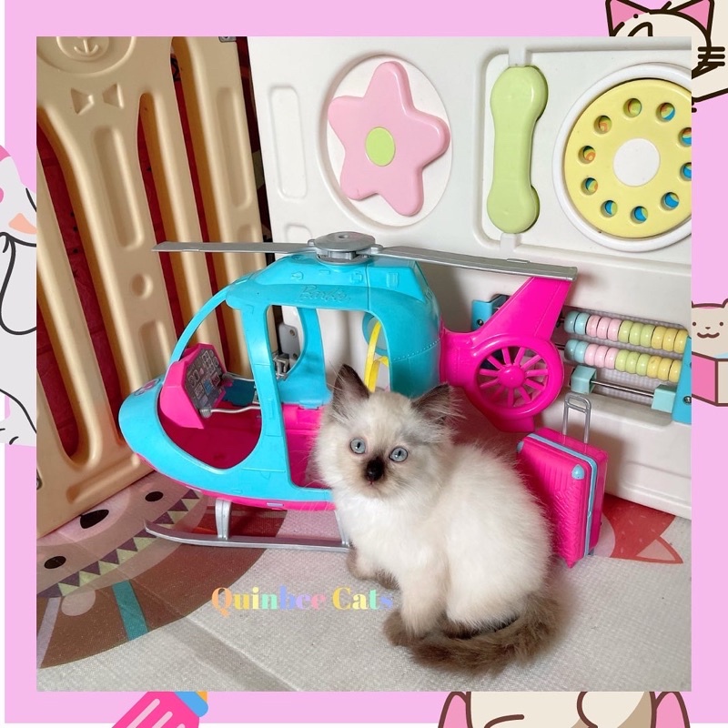 kucing Himalaya Seal Point betina