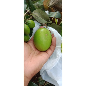 

apel putsa original