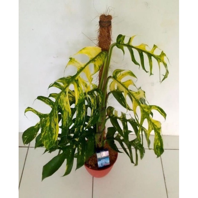 Epipremnum kujang murah//tanaman hidup siap dipajang