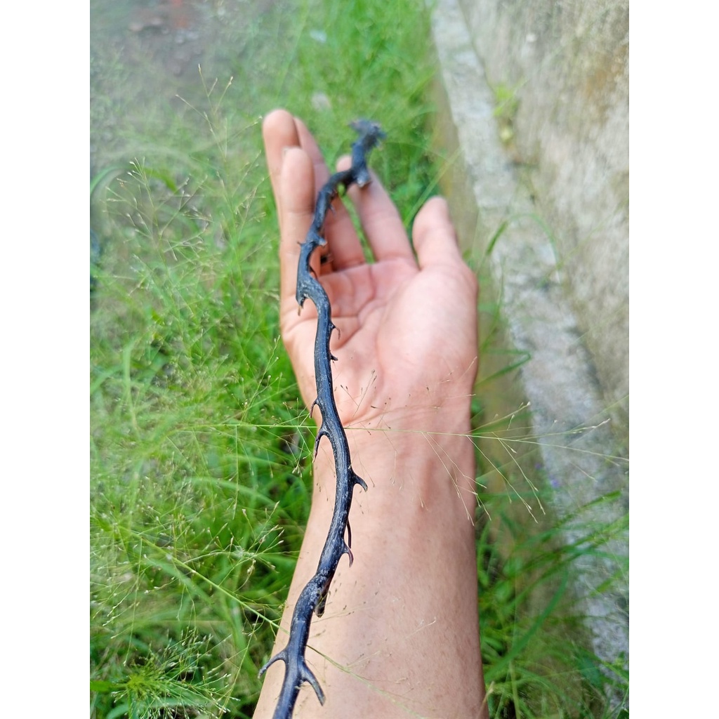 Bahan akar bahar original