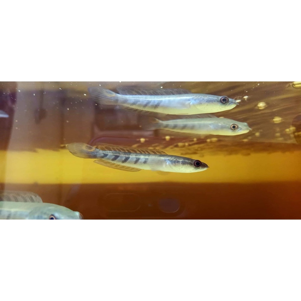 Baby Maru Jambi sortiran simet