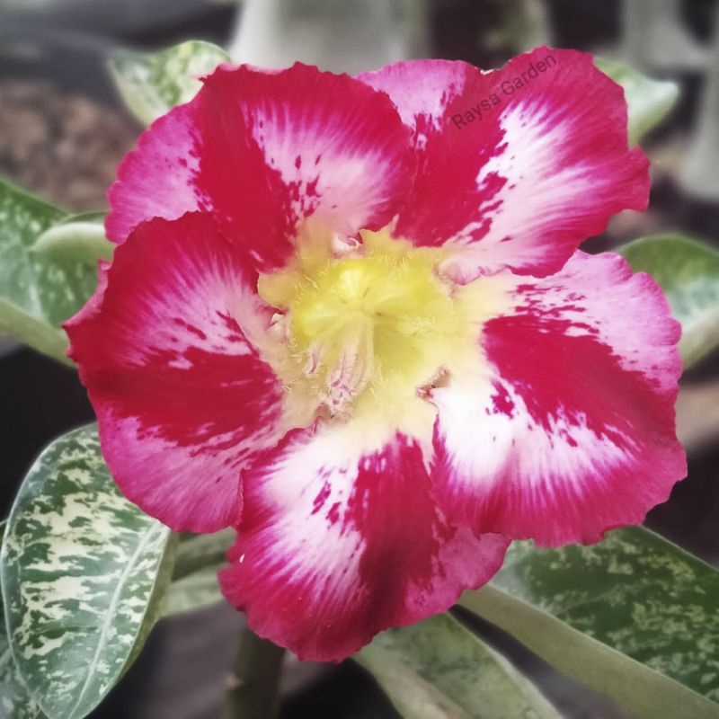 Entres bunga adenium daun Varigata