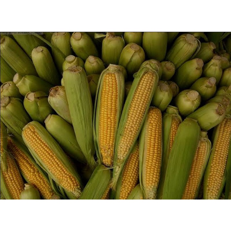 

Jagung Kulit 1kg