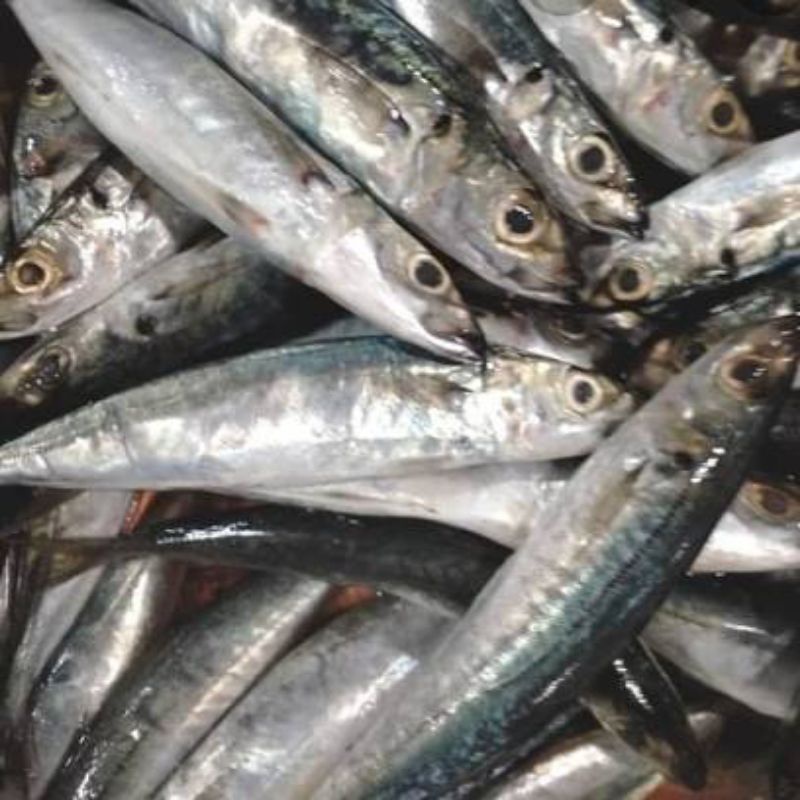 

Ikan Layang Cue