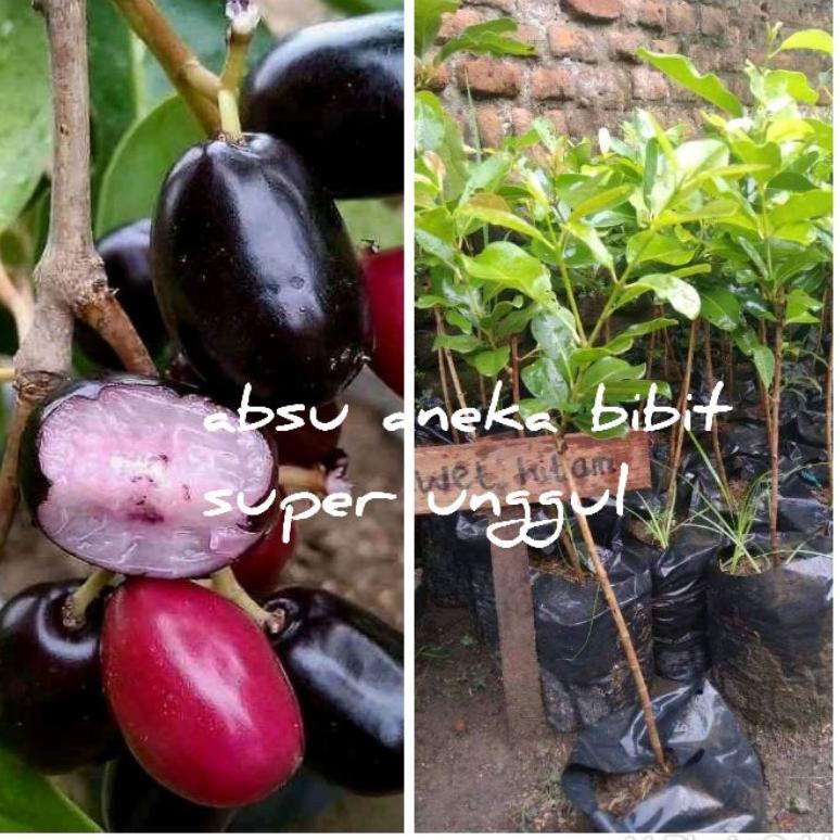 ➹ Bibit juwet tanpa biji ⇅