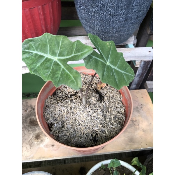 Alocasia Amazon