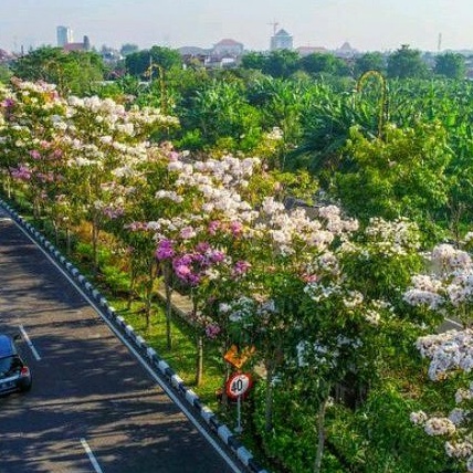 bibit bunga tabebuya warna putih ukuran 1 meter siap berbunga