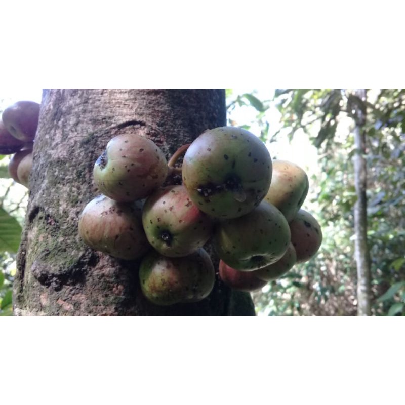 

Buah kondang/gondang segar murah 1 kg