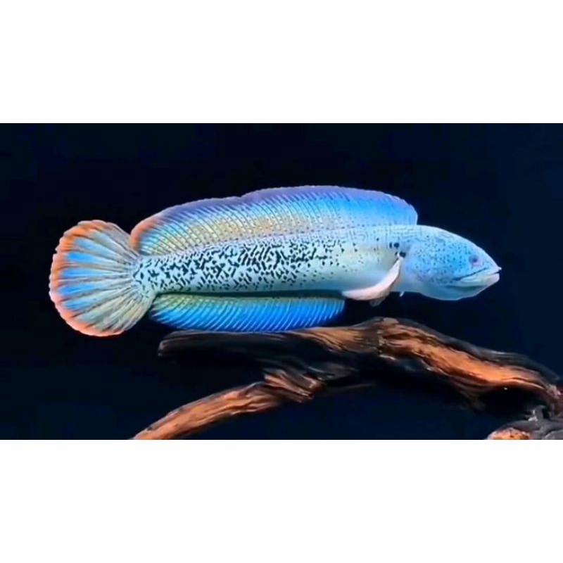 ORIGINAL Chana Barca Simet Cocok buat Display||COD BAYAR DITEMPAT