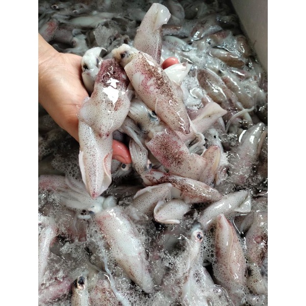 

cumi telur / sero 1 kg