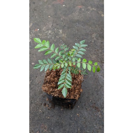 tanaman daun kare - bibit tanaman daun kari MURAH