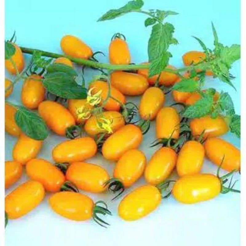 10Biji/Bibit/Benih Tomat Cherry golden sweet