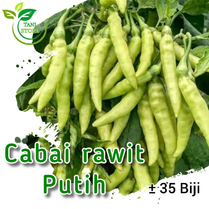 ±35 Biji benih cabai rawit putih_bibit cabe