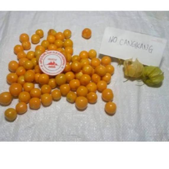 

FREE ONGKIR!Buah ciplukan segar kupas tanpa cangkang 500gr|RA1