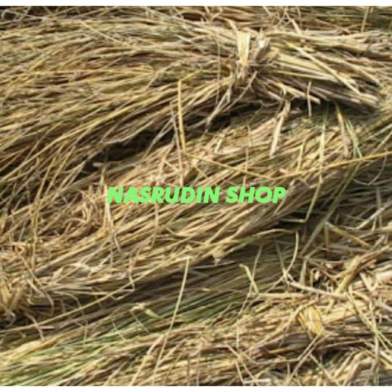 JERAMI PADI JERAMI KERING