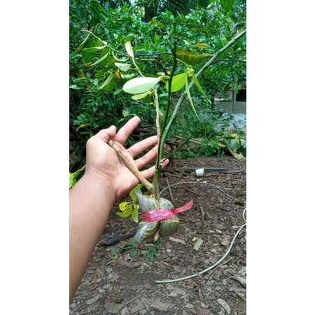 bibit fresh cangkok jeruk nipis