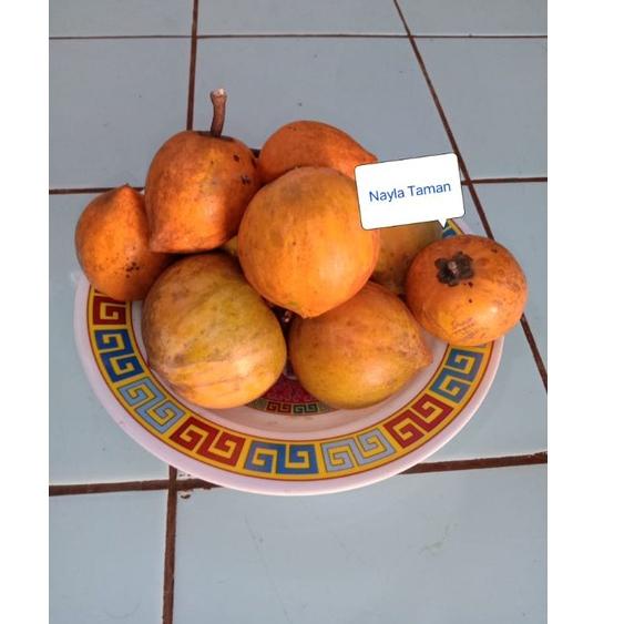 

Di⚡kon !! 500g Sawo mentega-buah alkesa sawo mentega