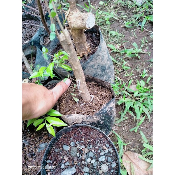 bahan bonsai anting putri dongkelan termurah besar bisa bayar di tempat. minimal order 3