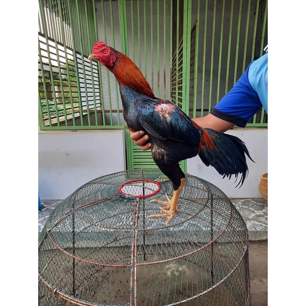 

TELUR AYAM PLUCKER CROSS PETARUNG BRAKOT UNTUK DI TETASKAN