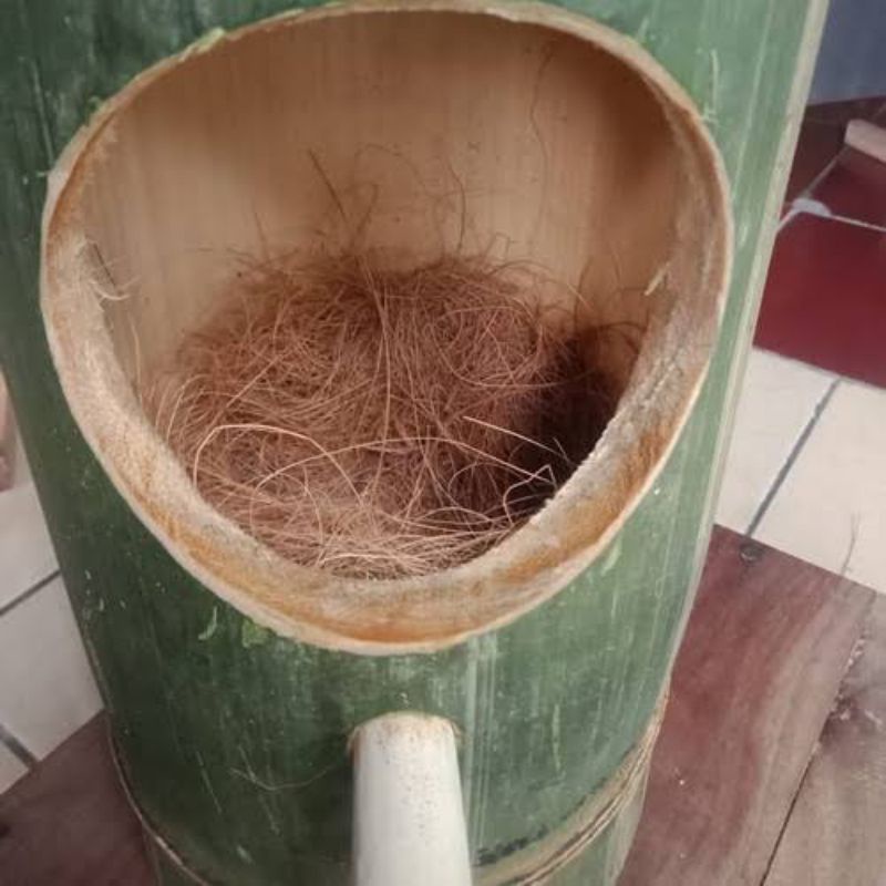 Glodok Ternak Burung Murai