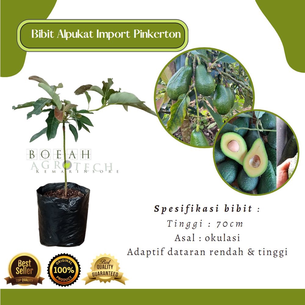 Bibit Tanaman Alpukat Import Pinkerton Okulasi Genjah dan Valid Varietas