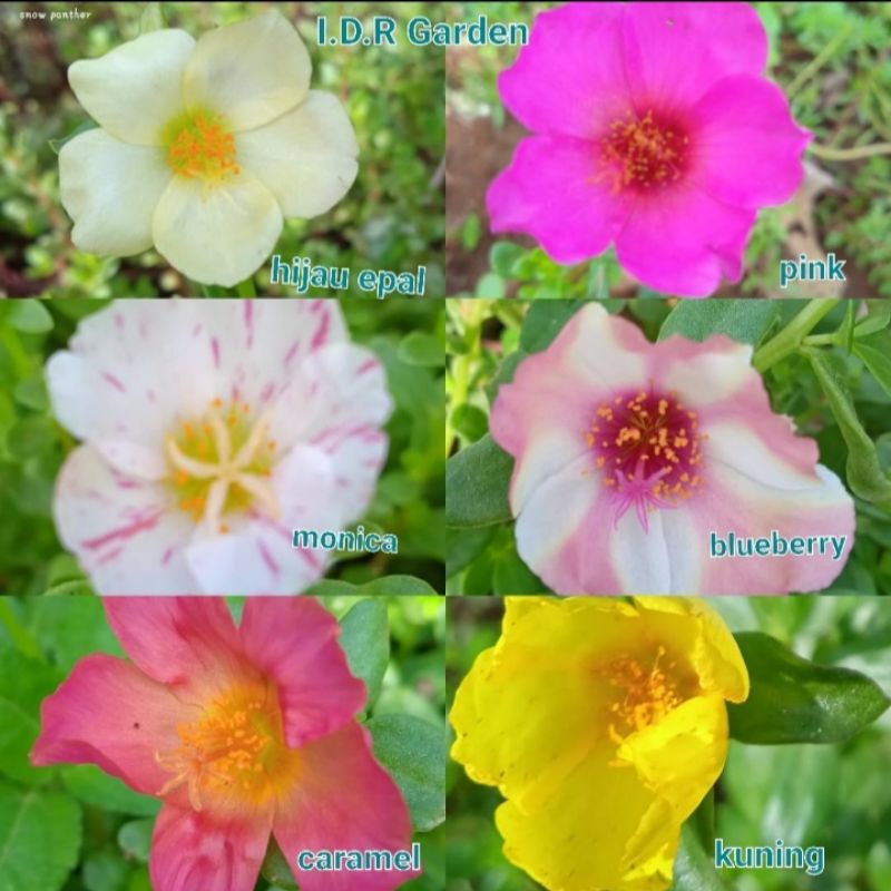 (10) stek bunga krokot import