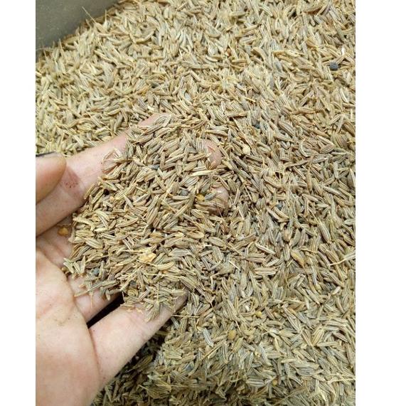 

Terbaru dan terlaris JINTAN PUTIH /JINTEN ASLI 