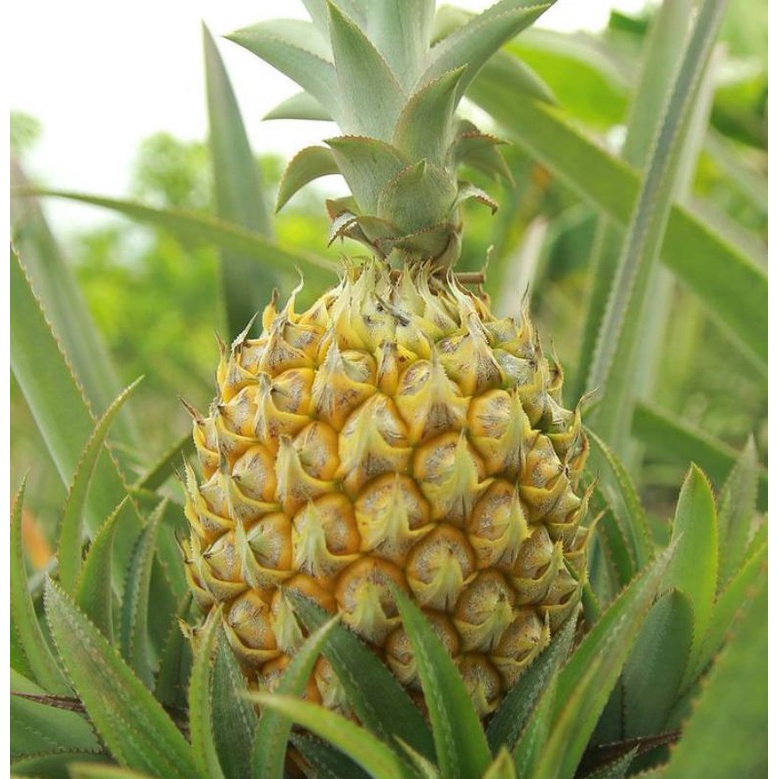 

Nanas_Prabumulih