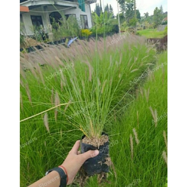 Tanaman Hias Ekor Kuda / Buntut Kuda / Love Grass