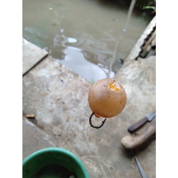 ✿ BISA COD✿ umpan mancing galatama lele telur telor bulus labi - Cangkang gembur