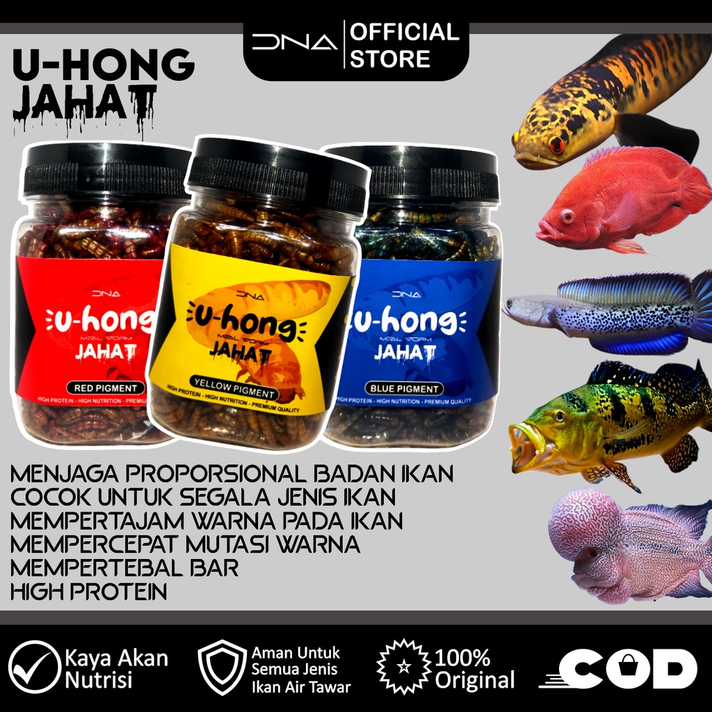 UHONG MEALWORM KERING JAHAT pakan untuk tinggi akan protein ulat hongkong meal worm untuk Channa Arw