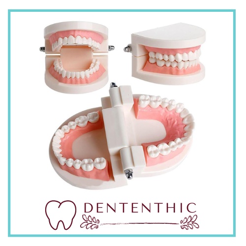 Model studi gigi / Phantum gigi / phantom studi rahang gigi typodont gusi karet alat peraga gigi