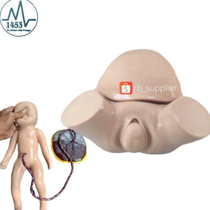 Manikin Panggul Melahirkan | Alat Peraga Phantom Manekin Torso Panggul