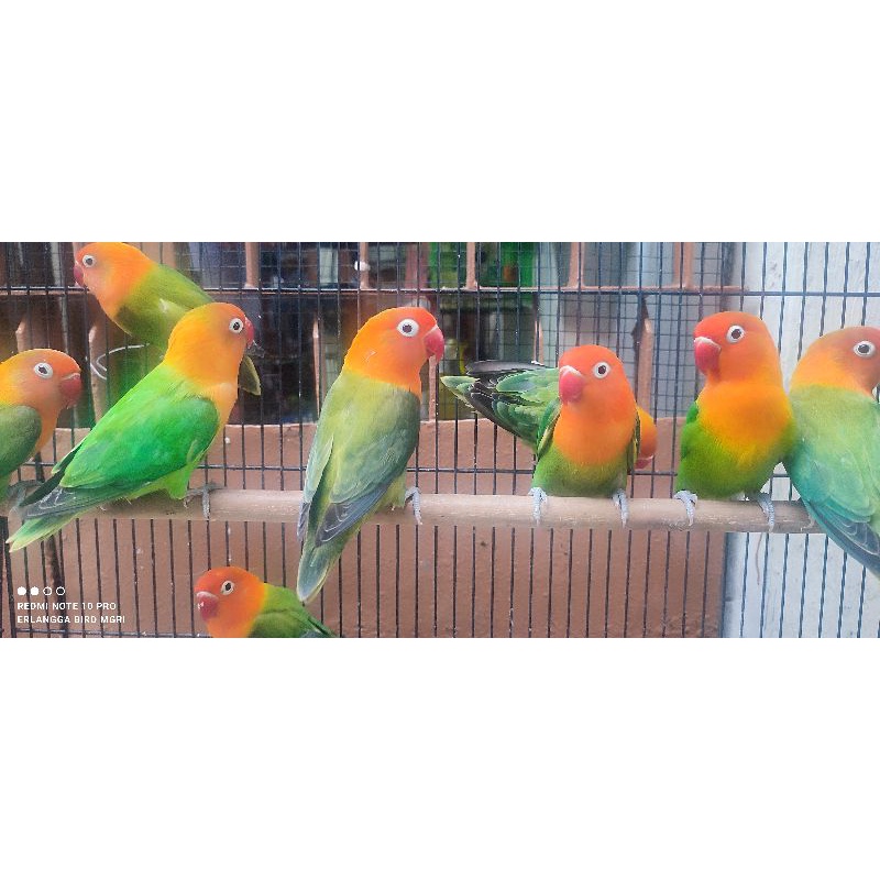 lovebird biola green