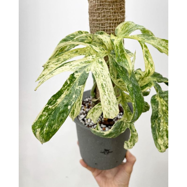 Tanaman Hias Amydrium silver variegata mewah / monstera amrydium silver varigata / philodendron amid