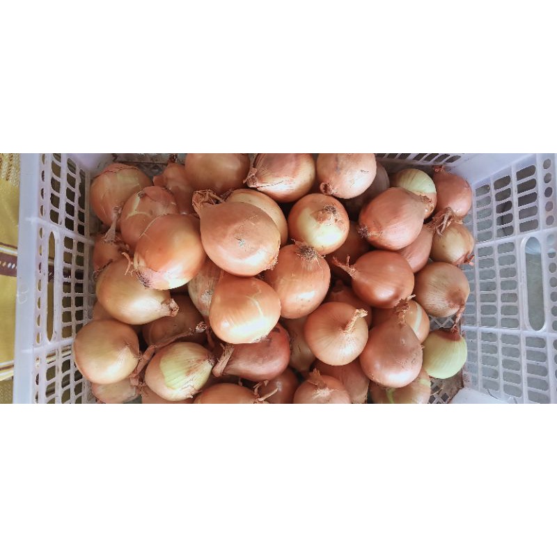 

Bawang Bombay 1kg