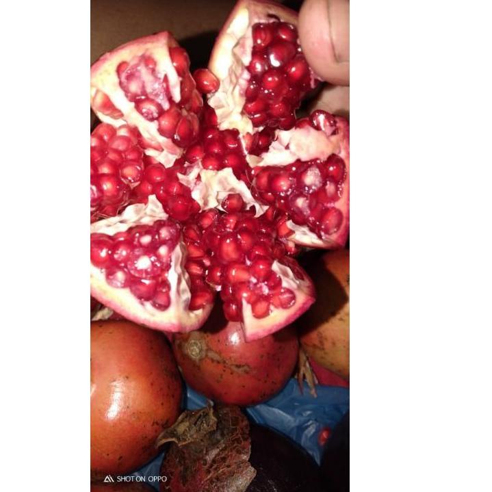 

[G-31 ♥☞] Buah delima merah SEGAR spanyol mini satuan BIJI LUNAK-langsung kirim