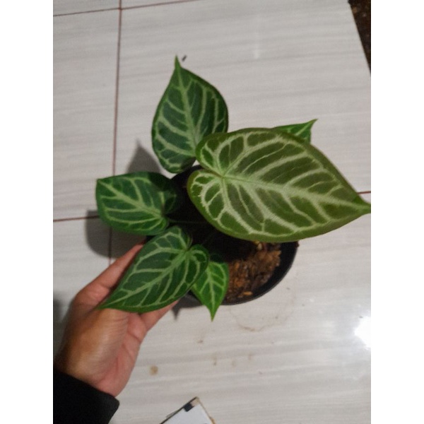 Anthurium silver tiger