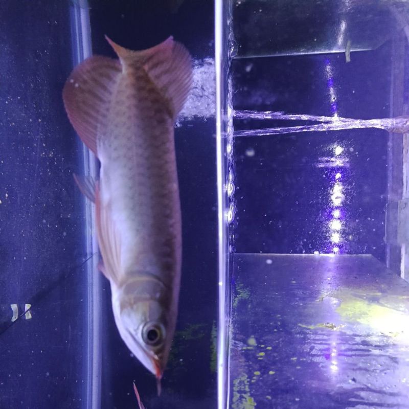 ikan arwana super red 22cm