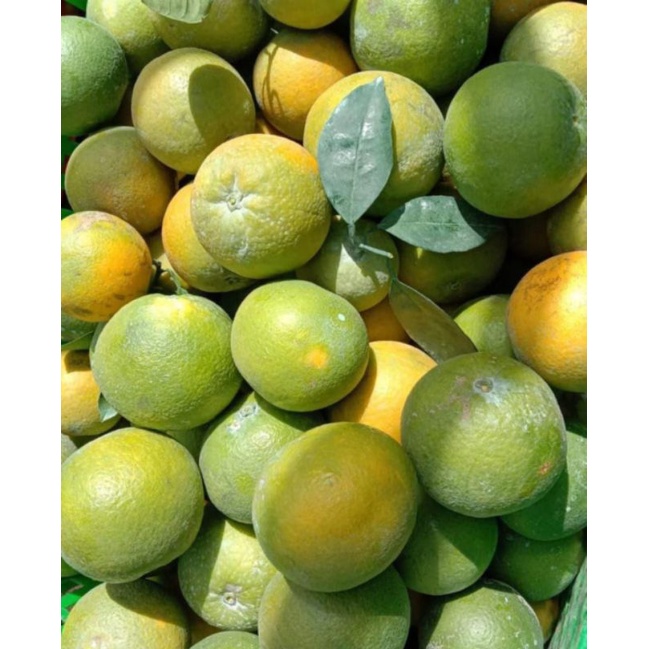 

jeruk baby segar murah