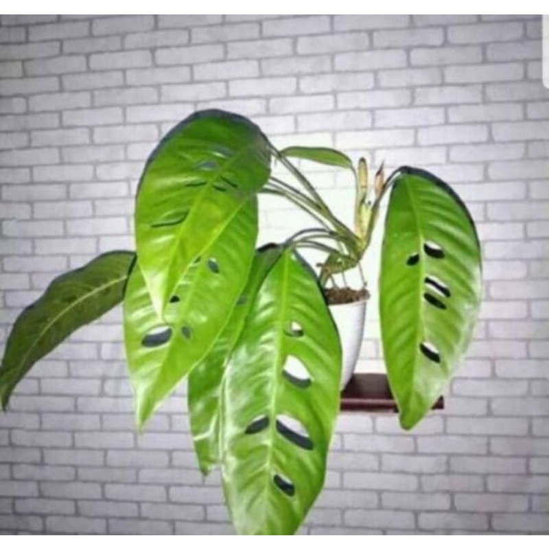 tanaman hias duda bolong