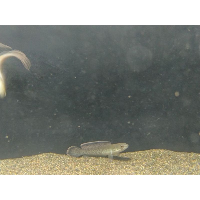 Baby Stewarti Karbi Size 5-6cm and progress size 9-10cm