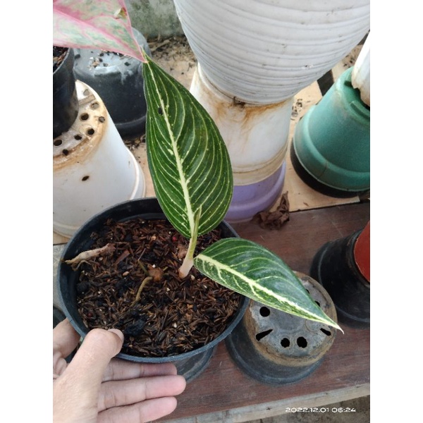 aglonema legacy putih