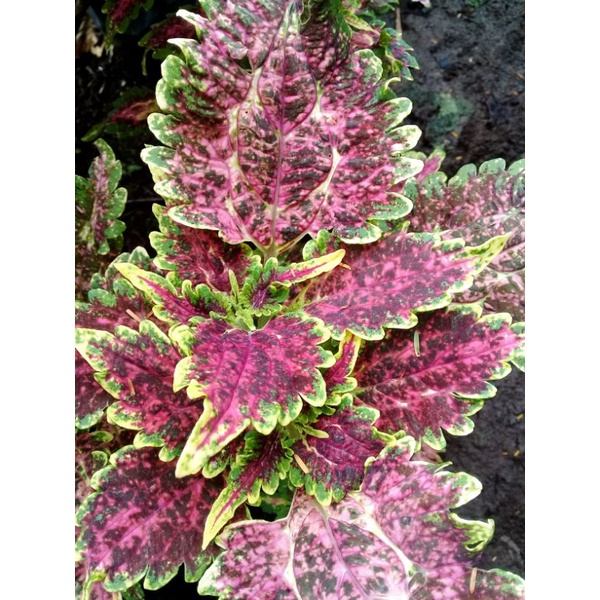 miana premium id lady pink